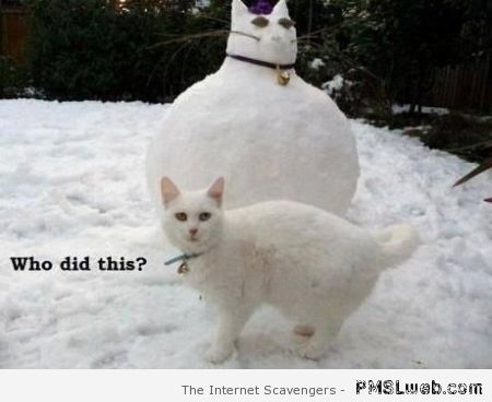 Cat snowman meme at PMSLweb.com