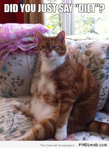 Did you just say diet cat meme at PMSLweb.com