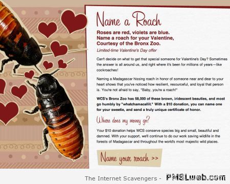 Name a roach at PMSLweb.com