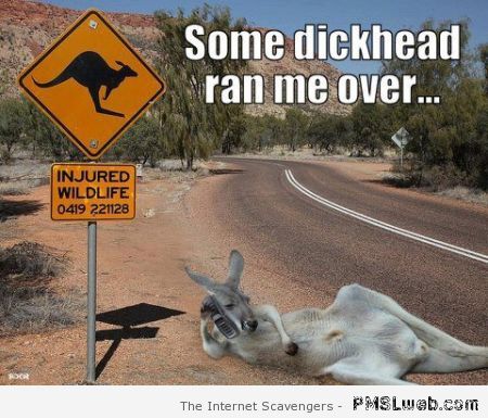 Aussie injured wildlife meme at PMSLweb.com