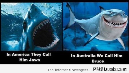 American versus Aussie sharks humor at PMSLweb.com