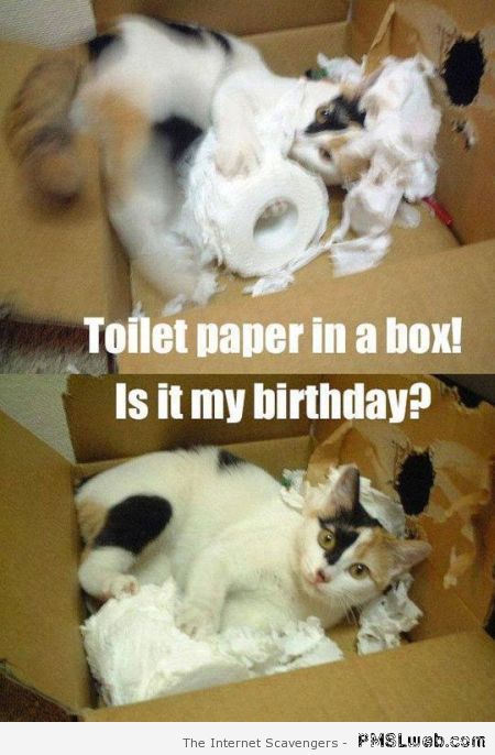 Cat in box birthday meme at PMSLweb.com