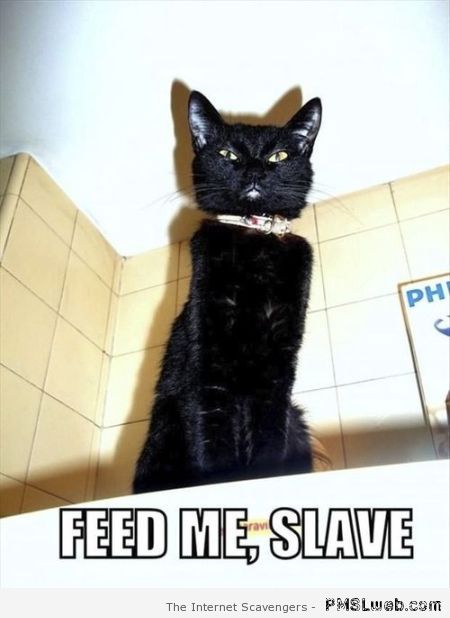Feed me slave cat meme at PMSLweb.com