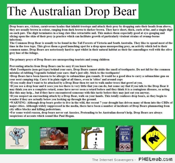 The Australian drop bear at PMSLweb.com