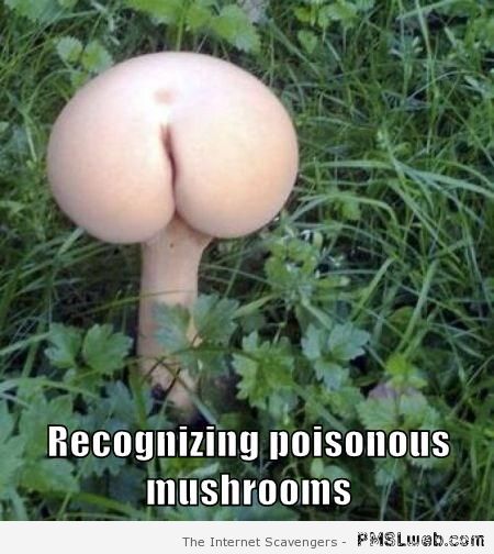 Funny poisonous mushroom at PMSLweb.com