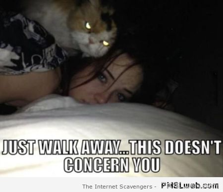 This doesn’t concern you cat meme at PMSLweb.com