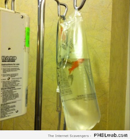 Goldfish and drip bag � Medical humor at PMSLweb.com