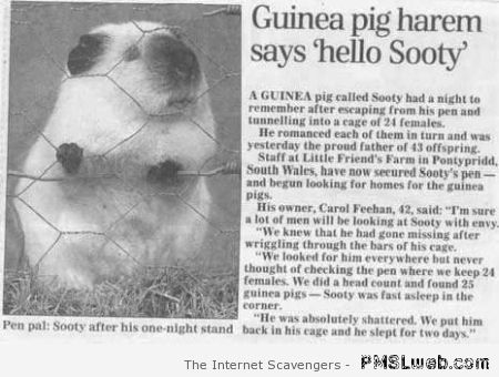 Guinea pig harem at PMSLweb.com