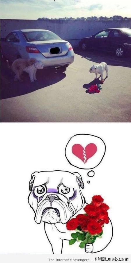 Broken hearted dog meme at PMSLweb.com