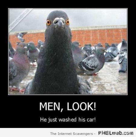 Pigeon demotivational he just washed his car at PMSLweb.com