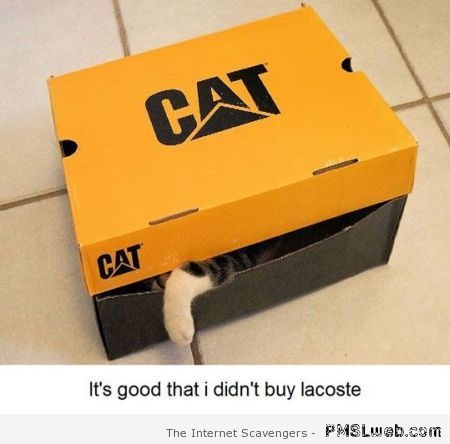 Funny cat box at PMSLweb.com