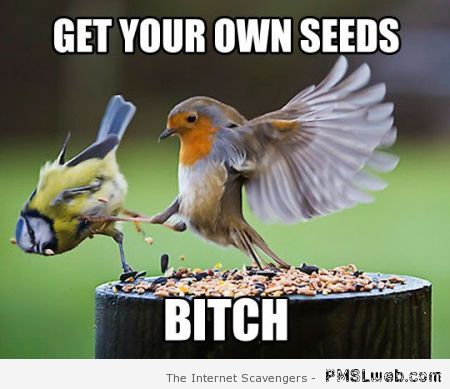 Get your own seeds bird meme – Crazy pics at PMSLweb.com