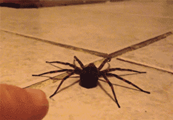 Spiders are scared too gif – Tuesday ROFL at PMSLweb.com
