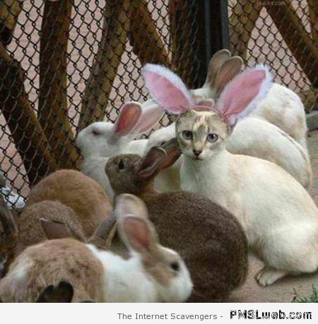 Easter cat – Easter funnies at PMSLweb.com