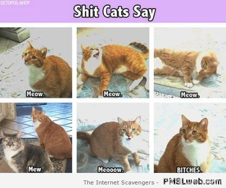 Sh*t cats say – Wild Hump day at PMSLweb.com