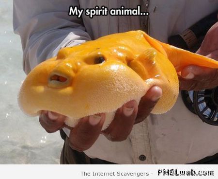 My spirit animal at PMSLweb.com