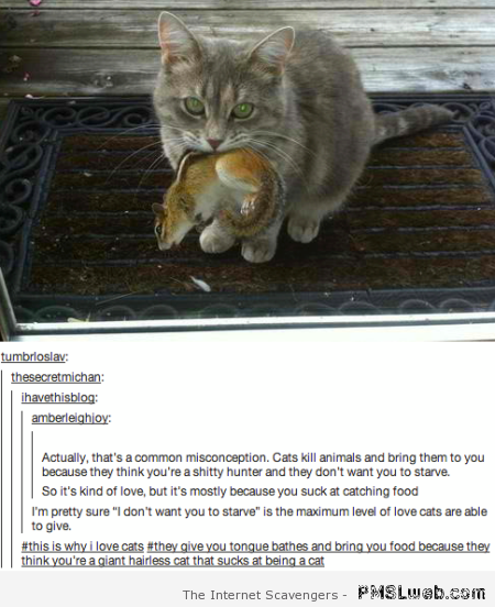 Cat kills funny tumblr comment at PMSLweb.com