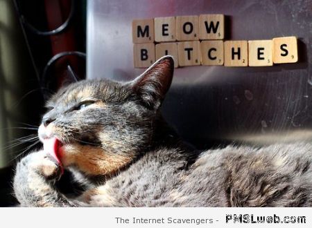 Meow b*tches at PMSLweb.com