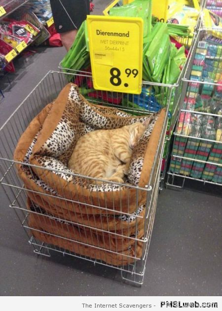 Ikea cat humor – Tuesday ROFL at PMSLweb.com