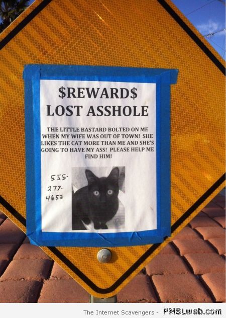Lost a**hole cat – Saturday LMAO at PMSLweb.com