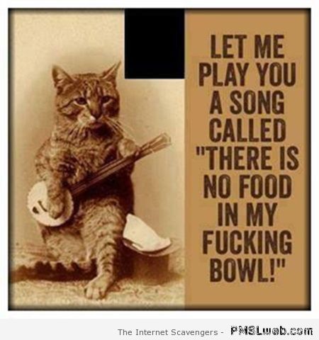 Banjo cat meme at PMSLweb.com