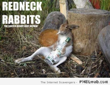 Redneck rabbits at PMSLweb.com