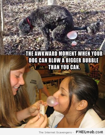 Your dog can blow a bigger bubble than you can at PMSLweb.com
