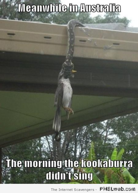 The morning the kookaburra didn’t sing at PMSLweb.com