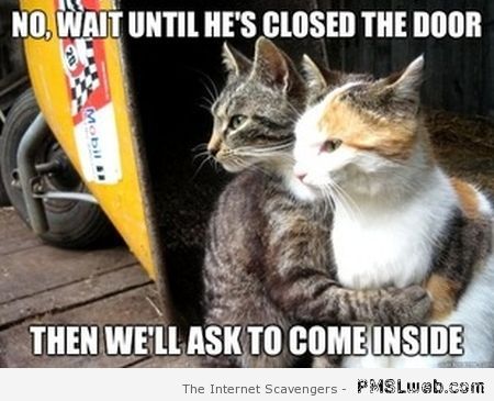 Wait until he’s closed the door cat meme at PMSLweb.com