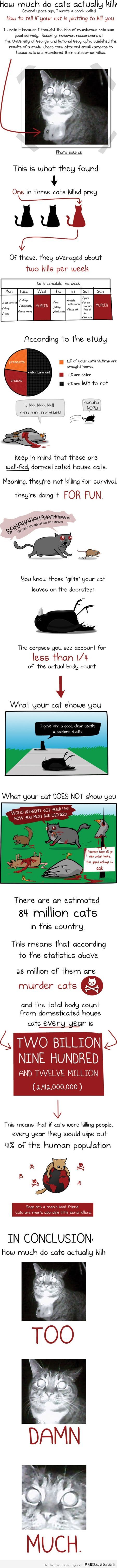 Killer cats – Fun pics at PMSLweb.com
