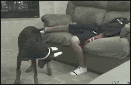 Dog biting balls gif – Hilarious TGIF at PMSLweb.com
