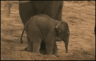 Funny elephant parenting gif – Funny bone casting at PMSLweb.com