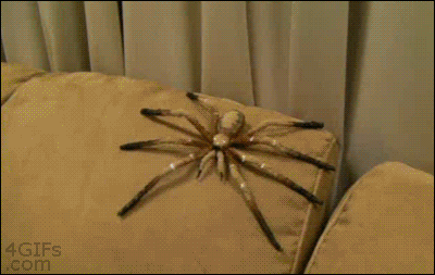 Funny spider prank gif – TGIF LMAO at PMSLweb.com