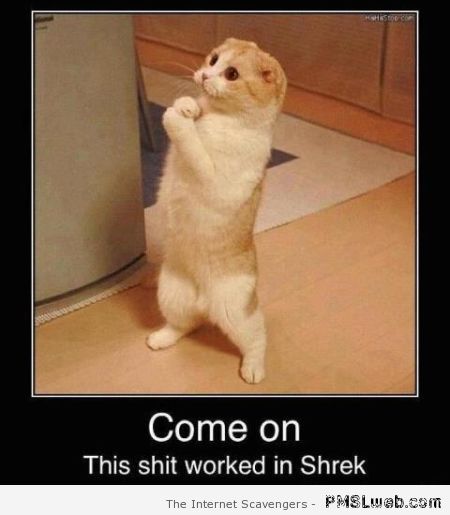 Cat shrek funny – Demotivational pictures at PMSLweb.com