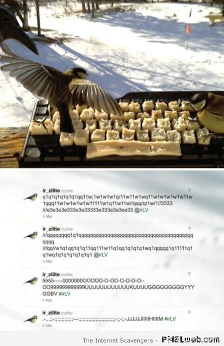 Bird on keyboard – TGIF funny pics at PMSLweb.com