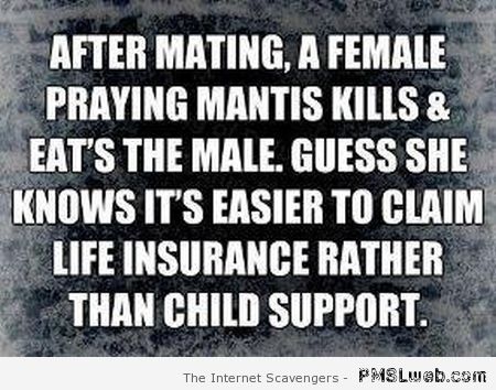 Praying mantis funny quote at PMSLweb.com