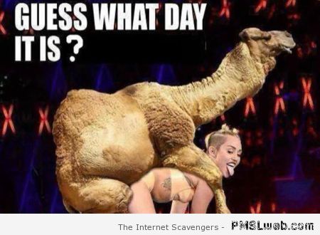 Camel humping Miley – Wednesday humor at PMSLweb.com