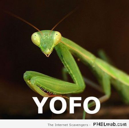 YOFO meme at PMSLweb.com
