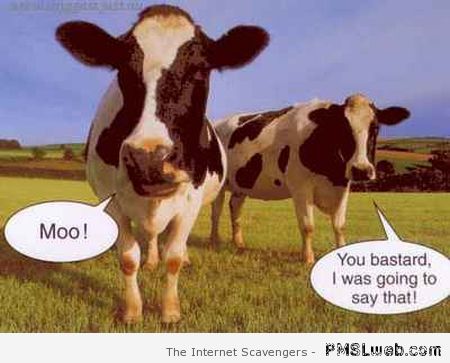 Cow moo humor at PMSLweb.com