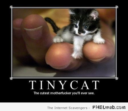 Tiny cat demotivational at PMSLweb.com