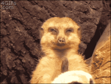 Sleepy meerkat funny gif at PMSLweb.com