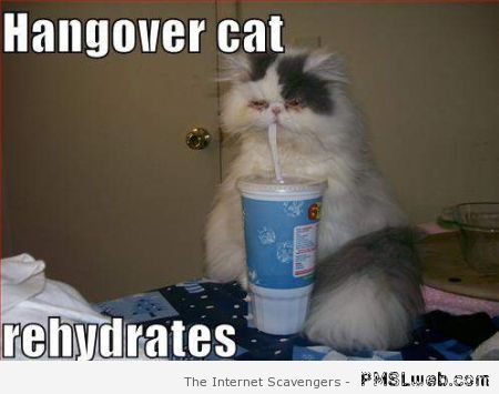 Hangover cat meme at PMSLweb.com