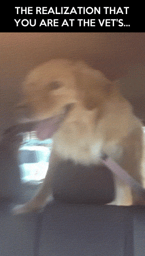 Going to the vet’s gif at PMSLweb.com
