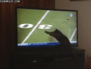 Cat watching American football gif at PMSLweb.com