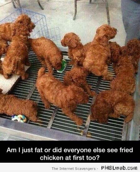 I saw fried chicken at first – Wednesday humor at PMSLweb.com