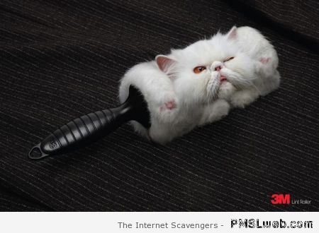 Cat lint roller at PMSLweb.com