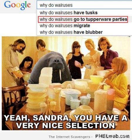 Why do walruses google humor at PMSLweb.com