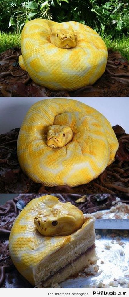 Snake cake at PMSLweb.com