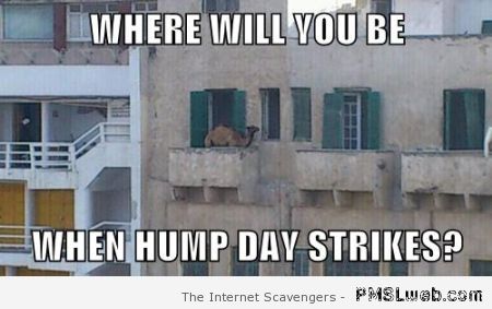 When Hump day strikes – Wednesday funnies at PMSLweb.com