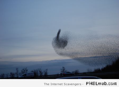 Bird cloud gives you the finger � Hump day ROFL at PMSLweb.com